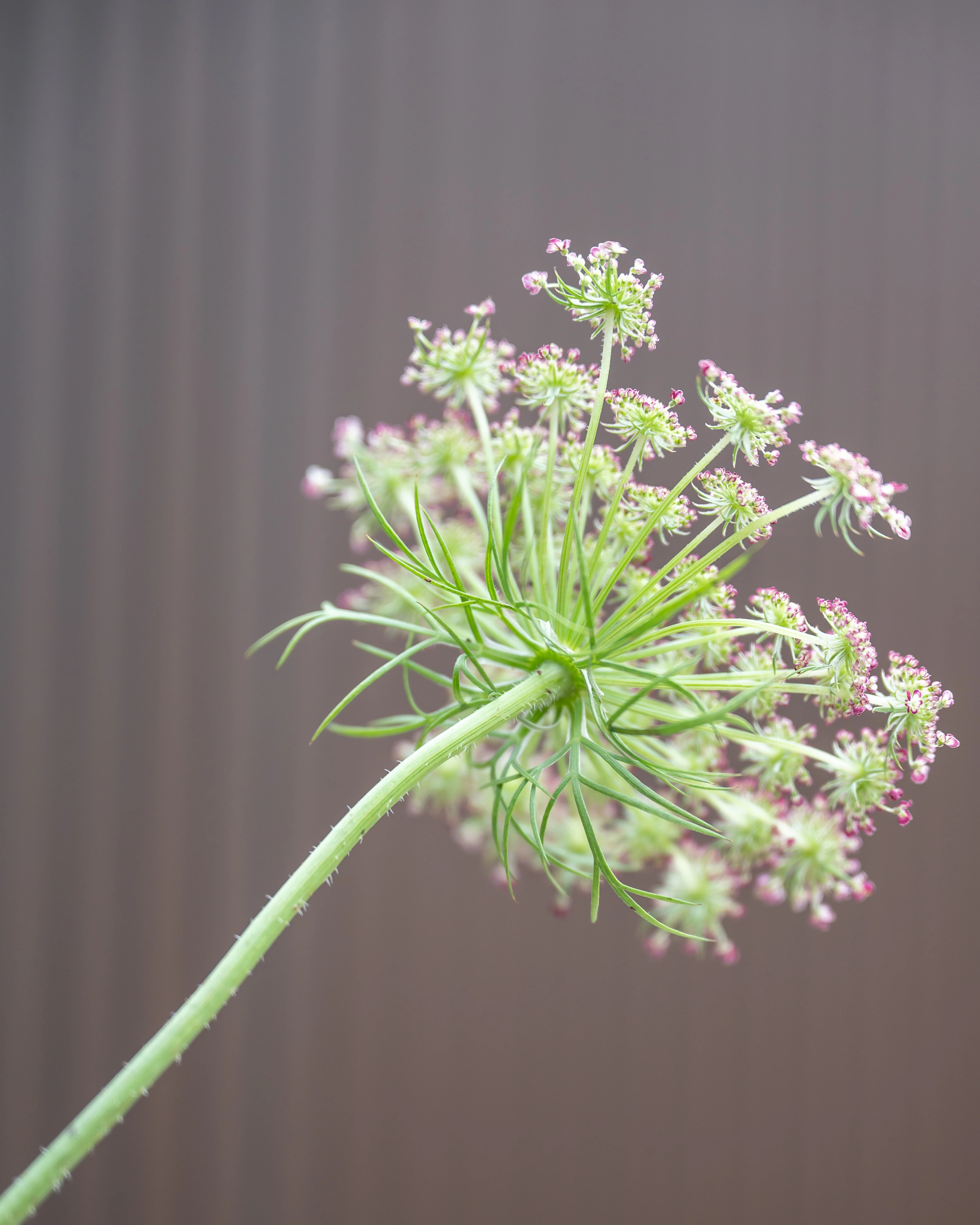 Detail van een schermbloem, de inspiratie voor de naam Studio Umbel
